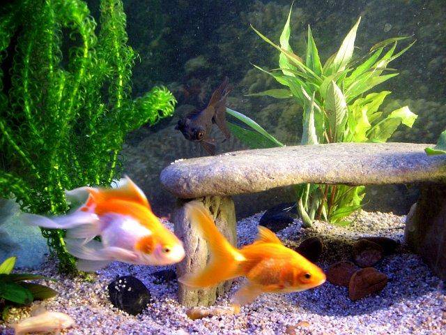 A page and forum about caring for Goldfish in aquariums and ponds