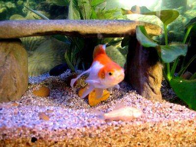 A guide on setting up a tank for Goldfish