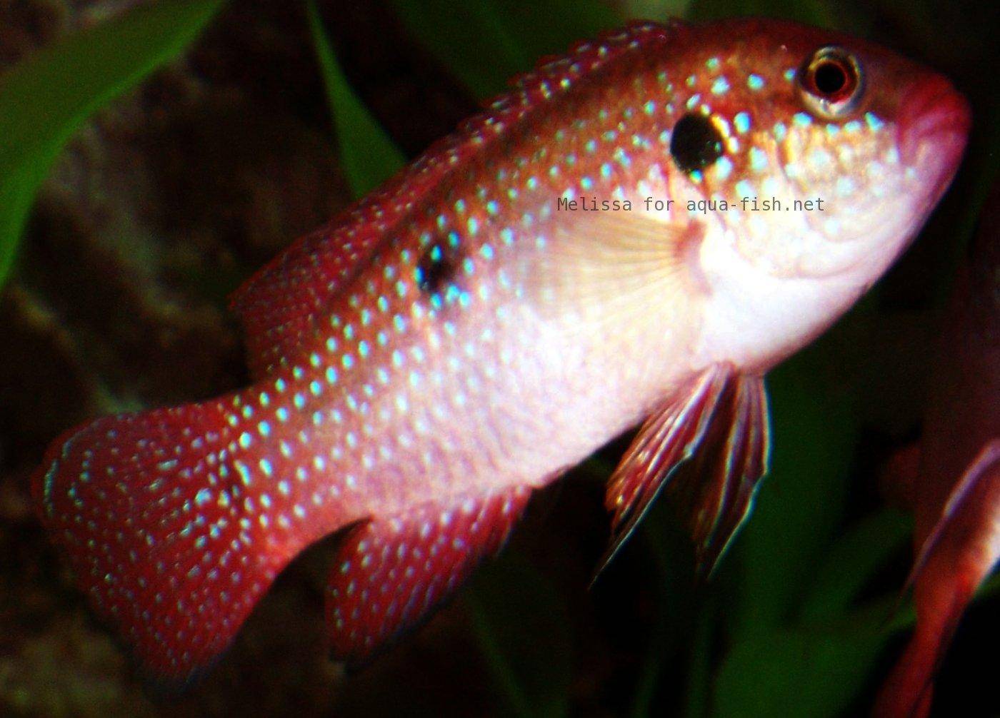 red jewel cichlid