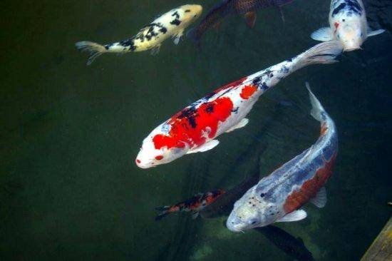 Koi carp- Pond (1)