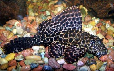 Marble Pleco, picture 2