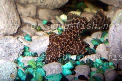 Marble Pleco, picture 1