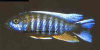 Lake malawi butterfly cichlid, resized image