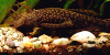 Bristlenose catfish - Ancistrus cirrhosus