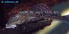 Common pleco - Hypostomus punctatus