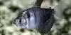 Resized image of Black Skirt Tetra, 3