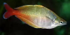 Bleher's rainbowfish