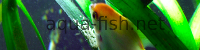 Freshwater Angelfish laying eggs, resized image 2