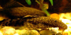 Bristlenose catfish, resized image 1