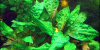 Cryptocoryne pontederiifolia resized image