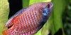 Resized small image of Dwarf gourami, 1