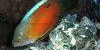 Resized small image of Dwarf gourami, 2