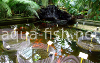 Resized image of fish pond, 3