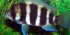 Resized image of Frontosa cichlid, 4