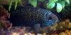 Picture of Jack Dempsey Cichlid, 2