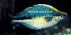 Lake kutubu rainbowfish