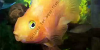 Blood Parrot Cichlid with bright orange coloration