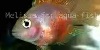 Baby Bubble Gum Parrot Cichlid