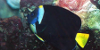 Queensland Yellowtail Angelfish