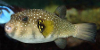 White-Spotted Puffer