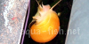 Mystery snail, picture 1