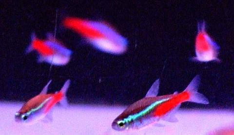 The neon tetra