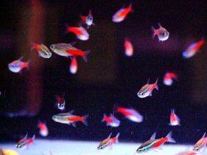 Neon tetra