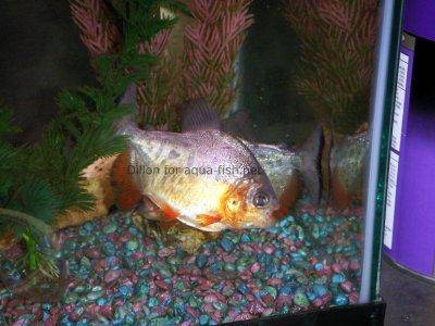 Pacu fish, picture 2