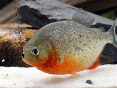 Rotbauch Piranha