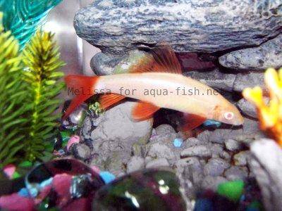 Picture of Rainbow shark