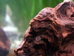 Ramshorn snails - eggs picture