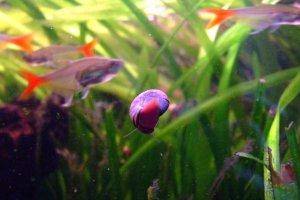 Ramshorn snail, picture 1