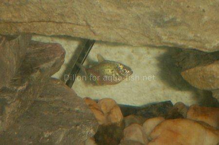Red Belly Piranha picture 2