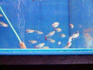 Red fin tetra