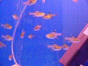 Tetras