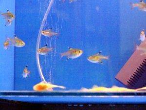 Tetras