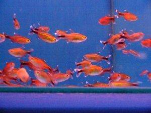 Tetras