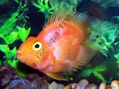 Purple Heart Parrot Cichlid