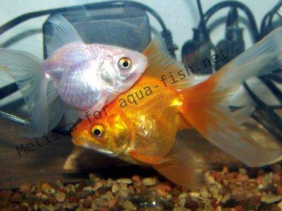 Silver and Orange Fantails