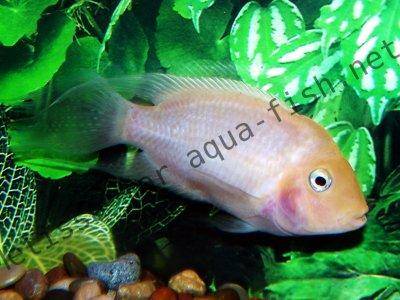 Pink convicts are used to produce bubble gum parrot cichlids for dying