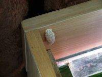 Mystery snail cocoon, picture 5