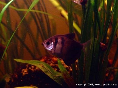 The Black Skirt Tetra; img. 10