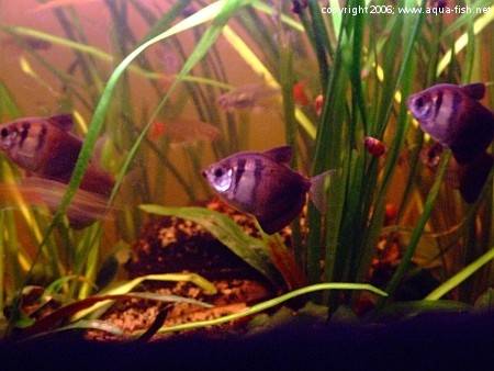 The Black Skirt Tetra; img. 12