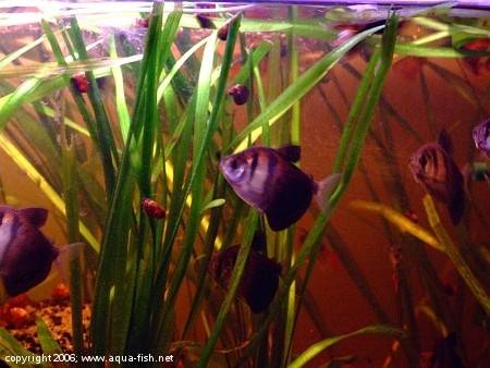 The Black Skirt Tetra; img. 15
