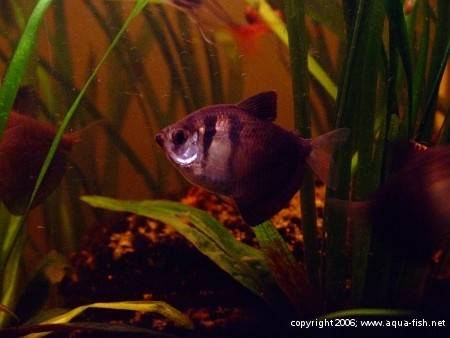The Black Skirt Tetra; img. 6