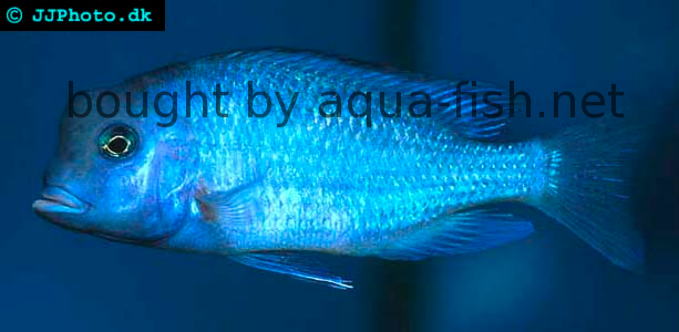 Blue Dolphin Cichlid image 1