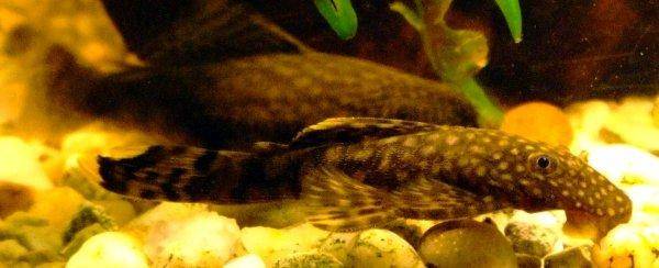Bristlenose catfish, photo 1