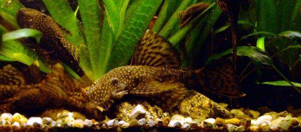 Bristlenose catfish, photo 11