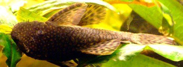 Bristlenose catfish, photo 3