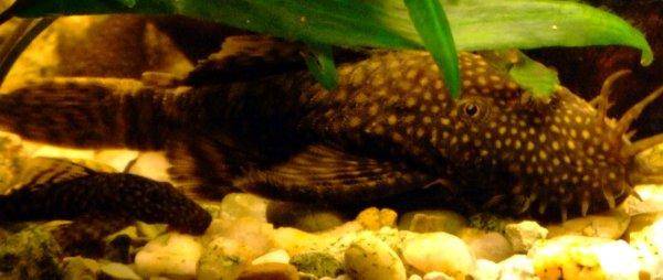 Bristlenose catfish, photo 5